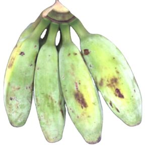 Fresh Wholesale Hygienic Raw High Quality Green Plantain Banana Cameroon 13.5 Kgs/carton 45 Days Shelf Life