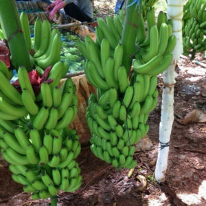 HIGH QUALITY CAVENDISH BANANA FROM AFRICA