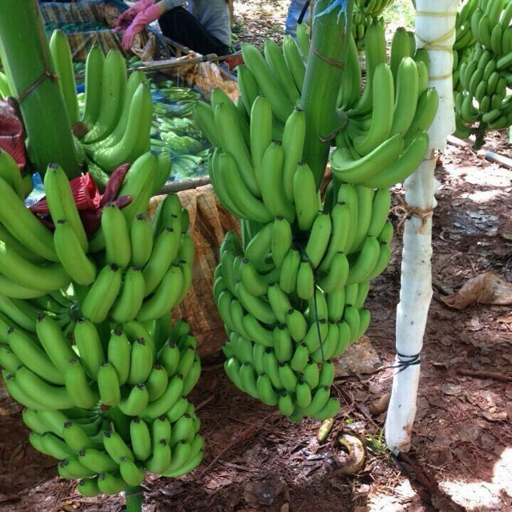 HIGH QUALITY CAVENDISH BANANA FROM AFRICA