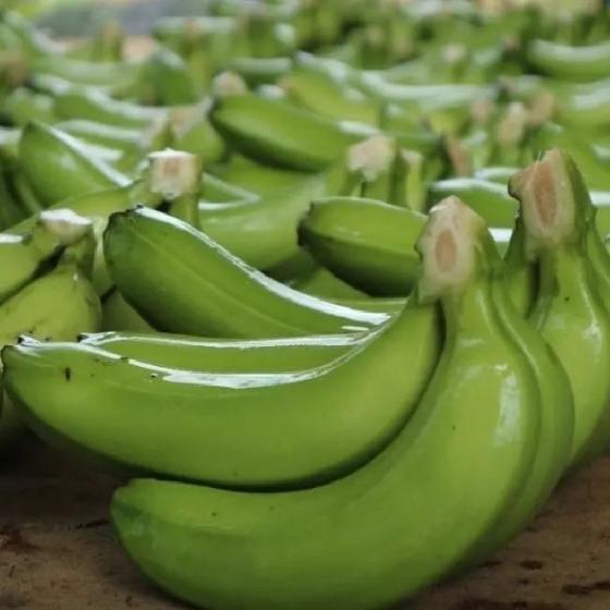 Organic Fresh Cavendish Bananas Grade a 20kg Ready to Eat