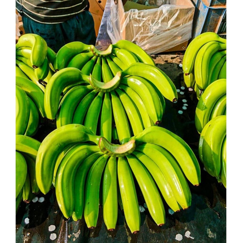 High on Demand Fresh Green G9 Bananas Healthy Fresh Bananas for Cooking or Food Industry Use Available at Affordable Price