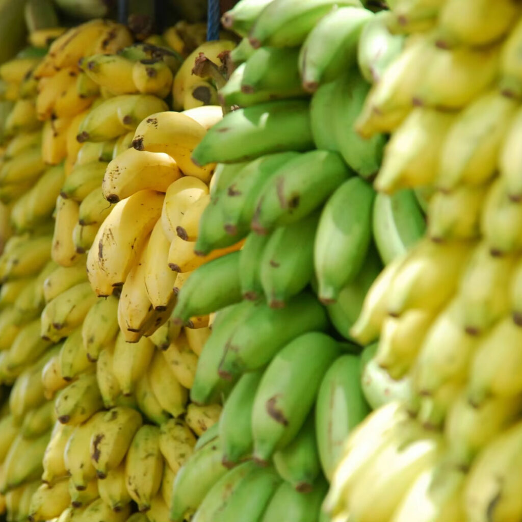 Fresh Organic Yellow Plantain Banana Grade a