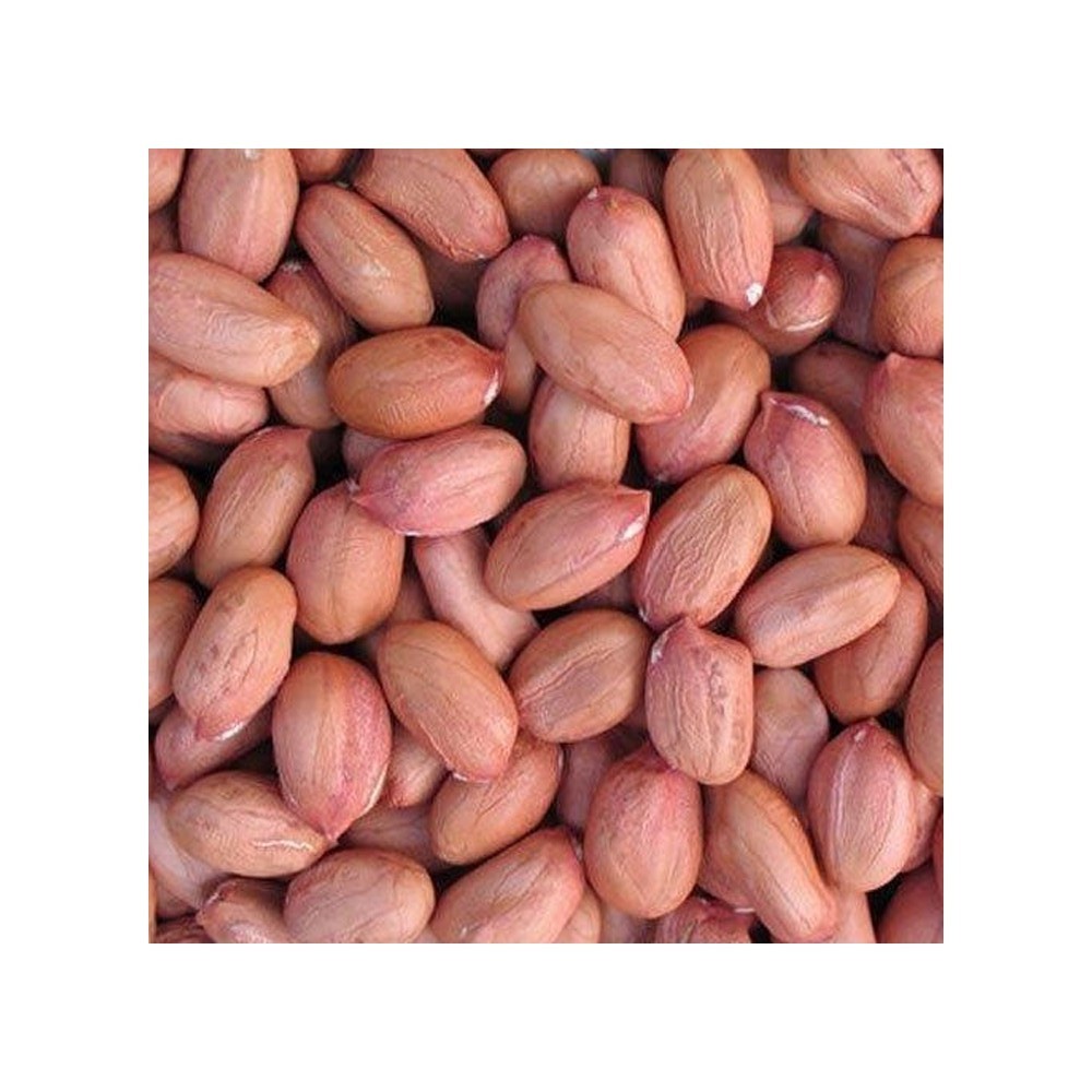 Premium Quality Raw Bold Peanut Food 100% Organic Tasty Treat Roasted and Salted Peanuts Buy at Low Price