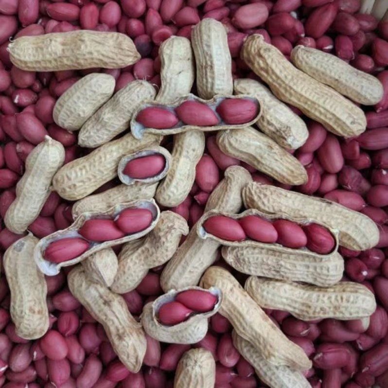 Red Skin peanuts With High Nutritional Value Originated in Africa