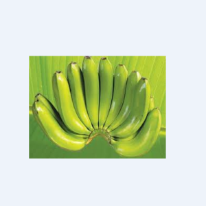 Africa High-Quality Fresh Banana