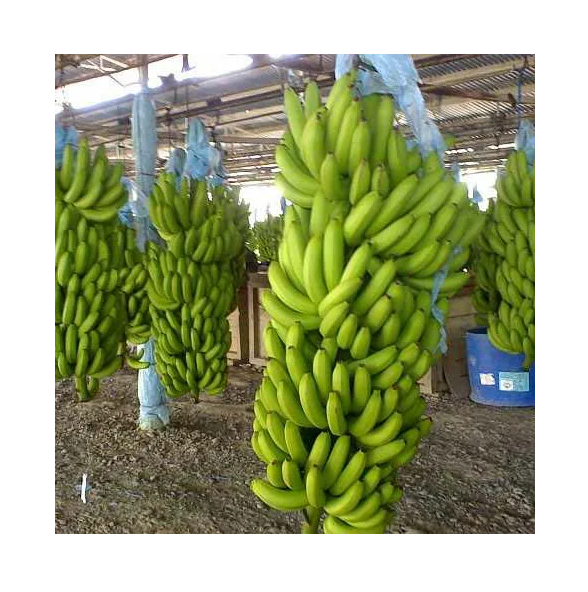 Organic Cavendish Bananas High Quality Fresh Green Tropical Banana Grade a 25kg Cheap Price Supplier of Fresh Fruit
