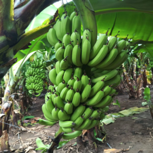 Freshly Grown Premium Cavendish Banana G9 Prime Product Fresh A Grade Quality Green Color Export Grade Quality Banana Fruits OEM