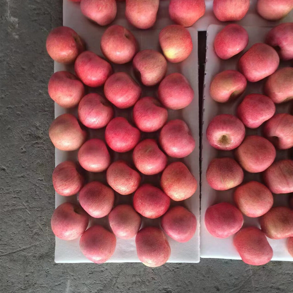 Hot Selling High Quality China Fruit Supplier New Season Fresh Fruit Fresh Red apple Green apple Fuji apple