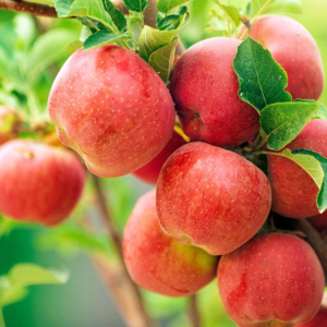 Hot Sale Fresh Organic Fuji Sweet Apples-Delicious Pome Fruit