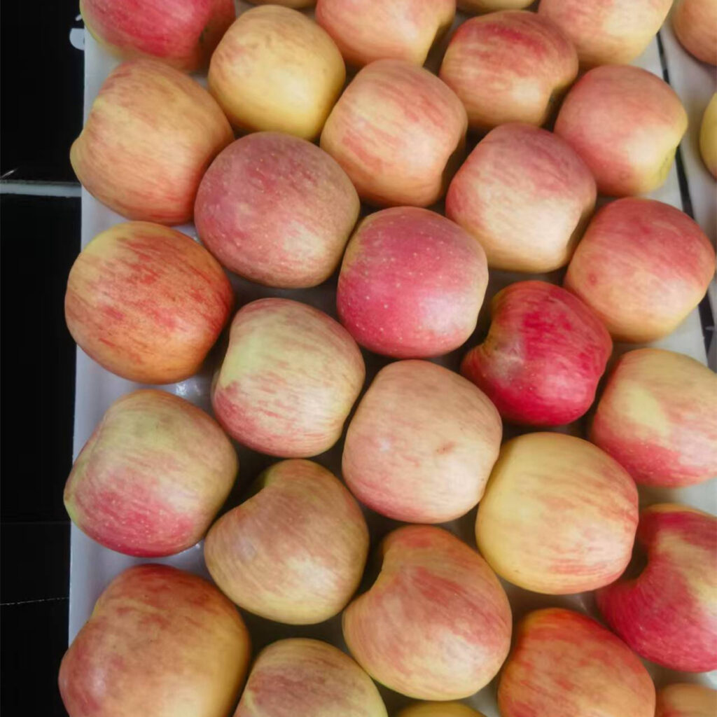 New Arrival Hot Selling High Quality China Fruit Supplier New Season Fresh Fruit Fresh Red apple Green apple Fuji apple