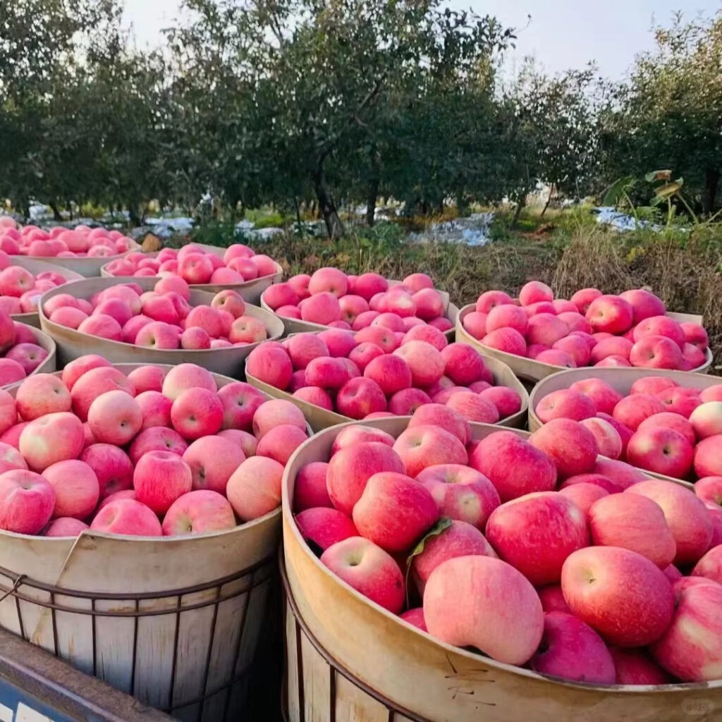 New Crop Fresh Red Apple Manzanas Fresh Fruit Fuji Apple Factory Price China Apples Supplier For Exporting