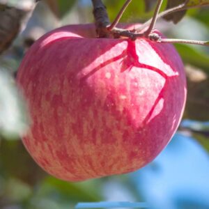Bulk Fresh Red Fuji Apple with Good Price for Wholesalers and Distributors