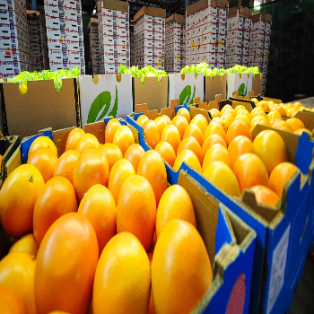 Best Selling and High Premium Fresh Valencia Oranges Fresh 100% Natural Pure Healthy Valencia Orange for Sale - Image 2
