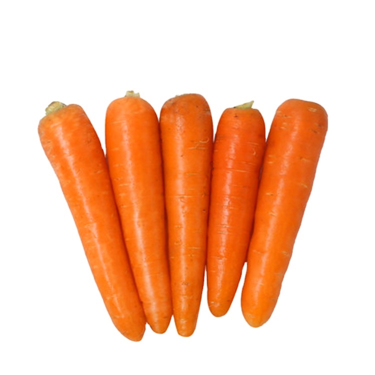 Good Price Hot Sale 15-21cm Fresh Carrot Chinese High Quality Carrot Wholesale with GLOBAL GAP&HACCP&ISO9001 for Export - Image 6