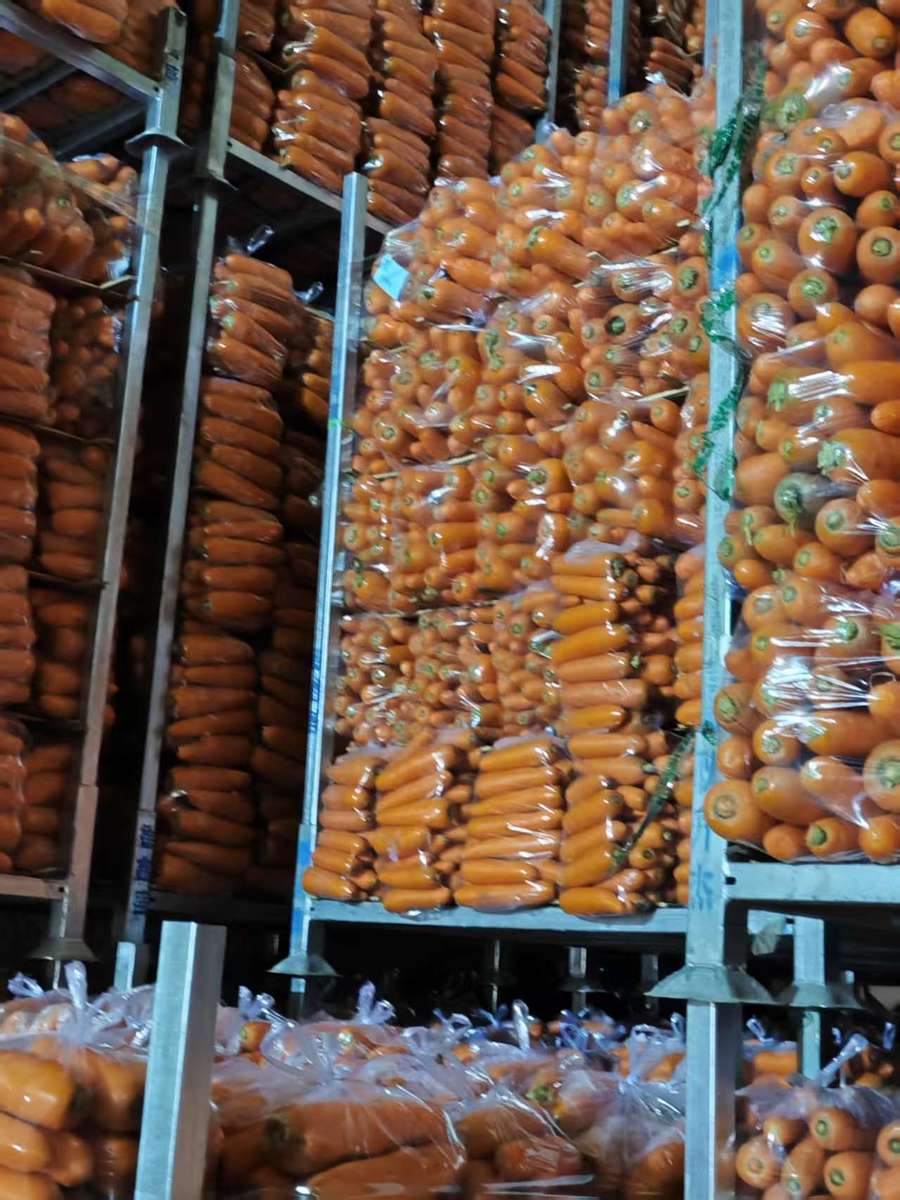 Organic Carrot 316 Variety Red 20cm 0.15kg Carton Fresh Food Umbelliferous Vegetable 3 Months Shelf Life Cold Storage - Image 2