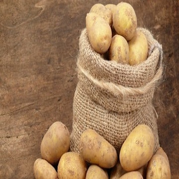 100% Quality Organic Fresh Holland Variety Potato Global Gap Certified - Image 2