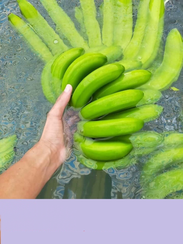 THE PREMIUM FRESH BANANA CANVENDISH FROM AFRICA for SALE/ HOT Selling FRESH BANANA CAVENDISH - Image 4