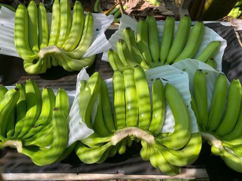 Ripe Cavendish Banana Fresh Sweet Yellow Fruit Ready to Eat for Local Market and Immediate Consumption Bulk - Image 6