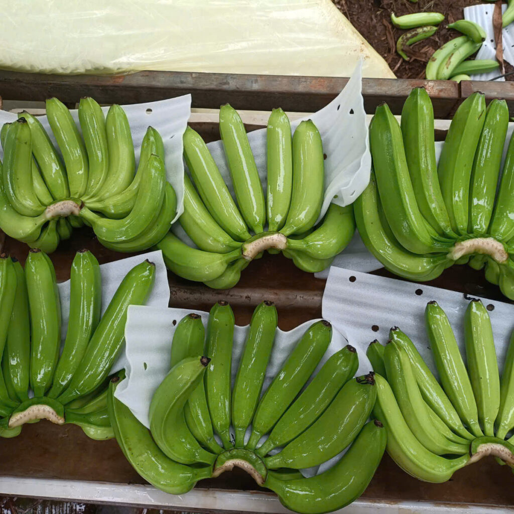 HOT SALE Blue Lotus Cavendish Banana Tasty Ripe Fruit Great for Snacks and Desserts