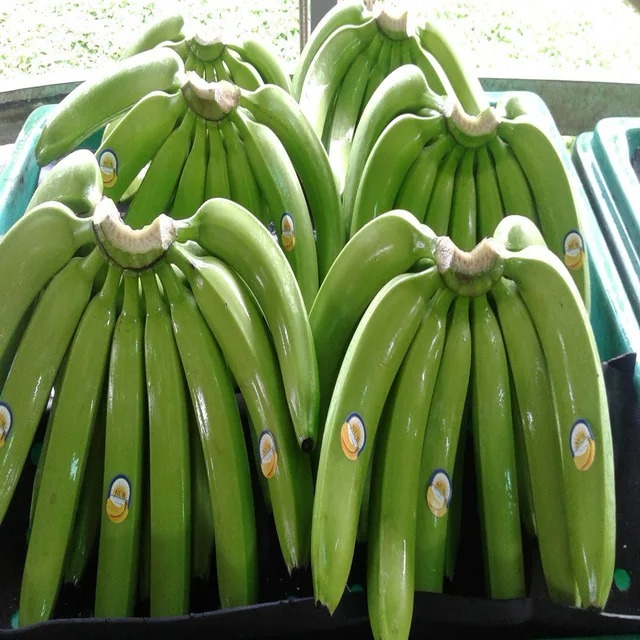 Hot Selling Organic Fresh Green Cavendish Bananas - Image 2
