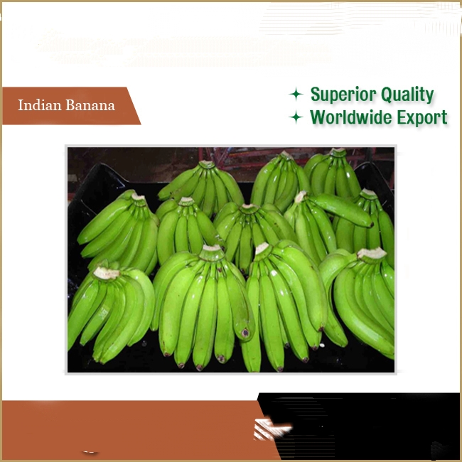 Reputed Seller Offers Market Price Fresh Cavendish Bananas Common Green Plantain Cultivation Variety - Image 4