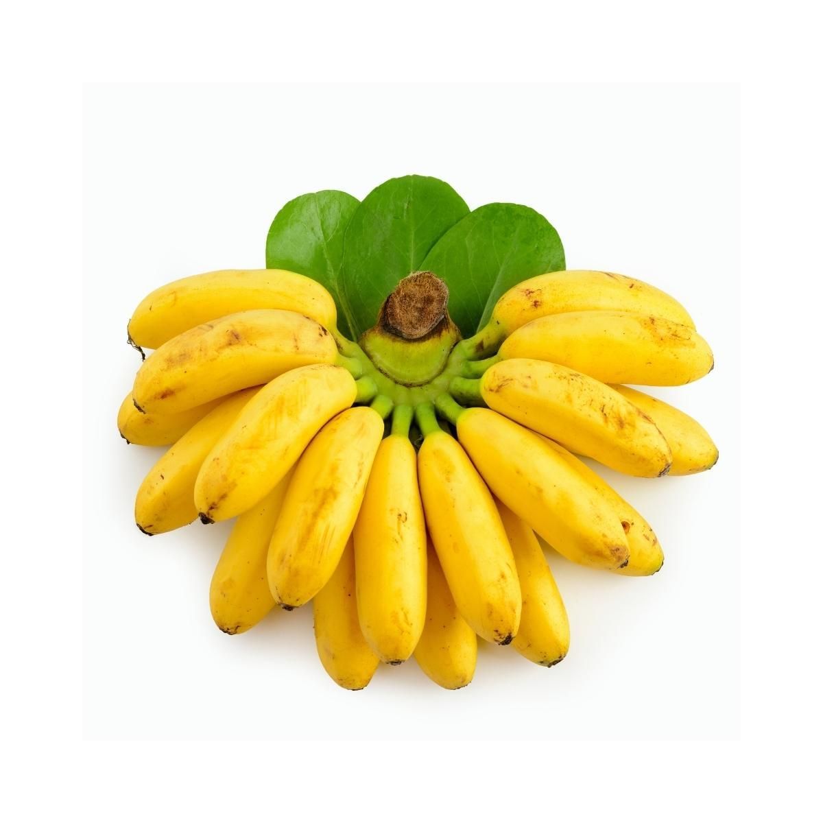 Premium Fresh Elaki Bananas Naturally Sweet Healthy Fruit for Daily Consumption and Bulk Wholesale Supply - Image 2