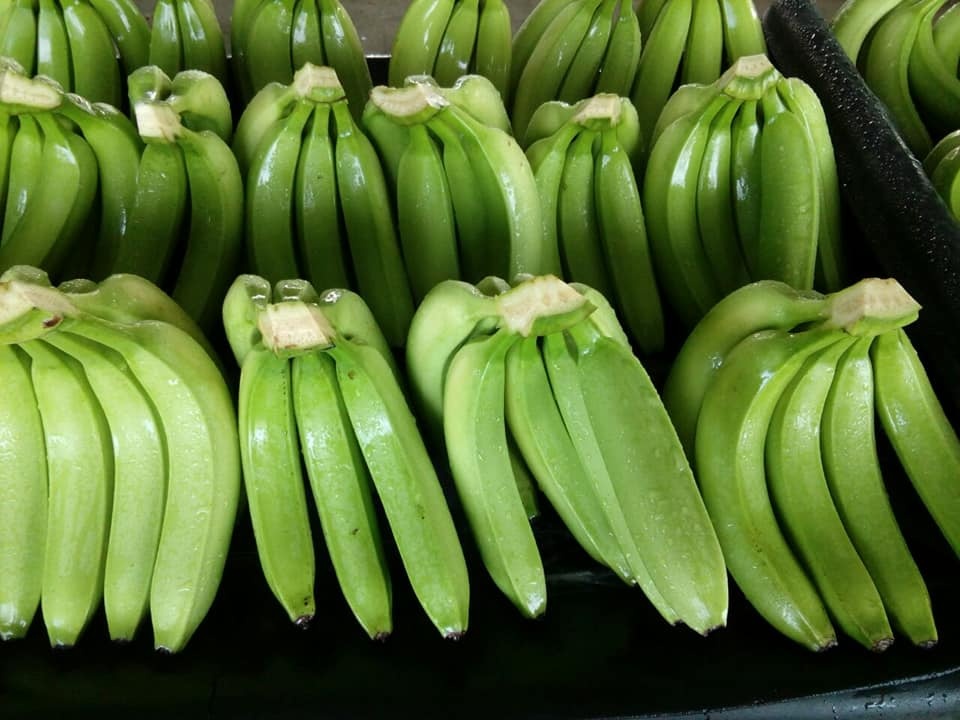 Premium Fresh Banana Fruit Naturally Sweet Farm-Grown Full of Nutrition From Africa Agriculture farmland Brand 24 Months Shelf Life - Image 5