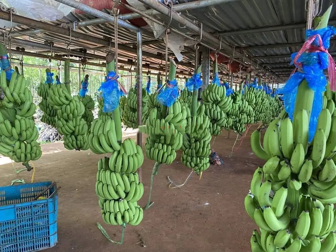 High Quality Fresh Indian Cavendish Premium Bananas Hot Selling Export Grade Cavendish Bananas - Image 3