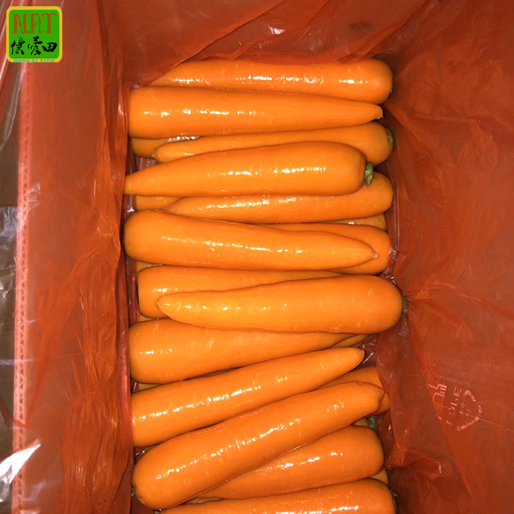 Good Price Hot Sale 15-21cm Fresh Carrot Chinese High Quality Carrot Wholesale with GLOBAL GAP&HACCP&ISO9001 for Export - Image 2