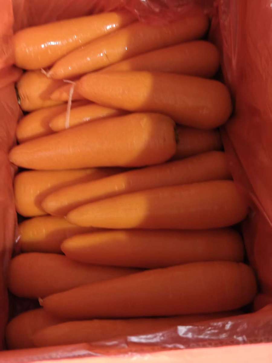 Organic Carrot 316 Variety Red 20cm 0.15kg Carton Fresh Food Umbelliferous Vegetable 3 Months Shelf Life Cold Storage - Image 5