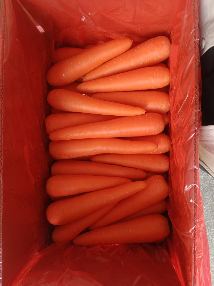 Supplier Offers New Season Organic Baby Sweet Carrots Fresh Vegetables Seeds for Food Use Wholesale Price - Image 3