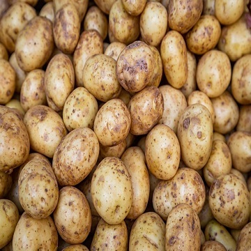 100% Quality Organic Fresh Holland Variety Potato Global Gap Certified - Image 3