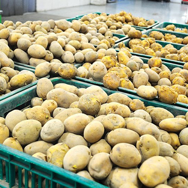 Wholesale Premium Fresh Potatoes from Africa - Image 2