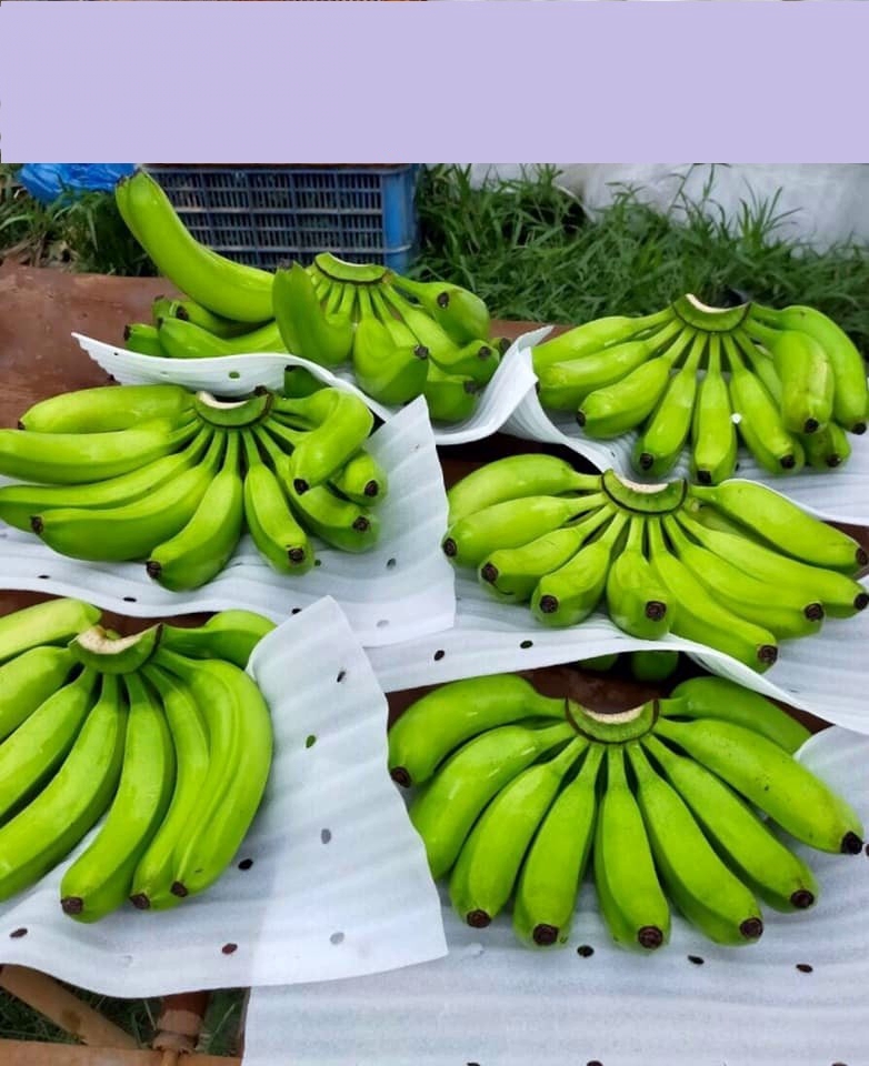 THE PREMIUM FRESH BANANA CANVENDISH FROM AFRICA for SALE/ HOT Selling FRESH BANANA CAVENDISH - Image 5
