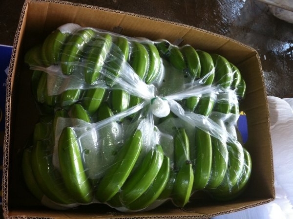 *BEST SELLER* FRESH FRUIT - FRESH CAVANDISH BANANA the BEST CHOICE for INTERNATIONAL MARKET in Africa - Image 3