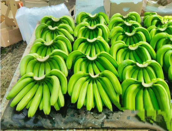High Quality Fresh Organic Green Banana for Cooking 2 to 4 Weeks Shelf Life Healthy Top Grade From Africa Exporter Bulk Price - Image 3
