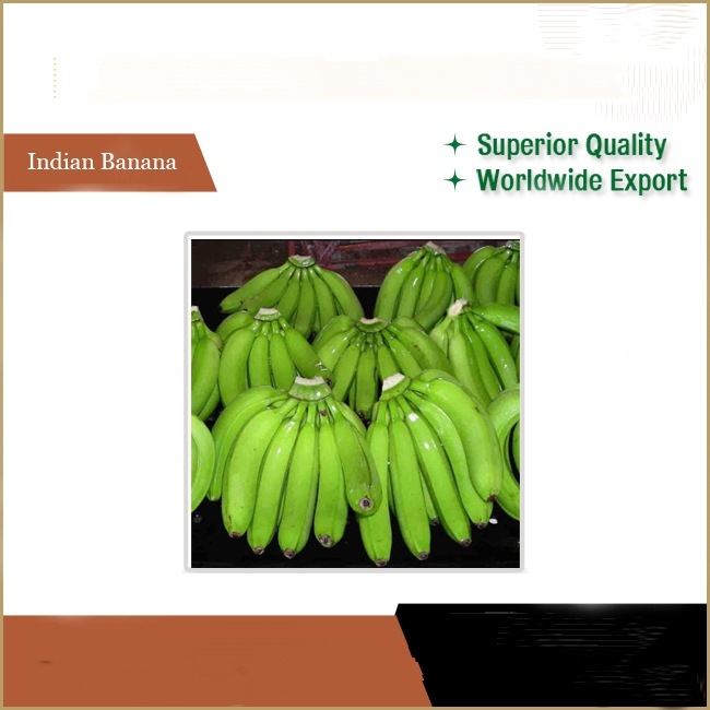 Reputed Seller Offers Market Price Fresh Cavendish Bananas Common Green Plantain Cultivation Variety - Image 5