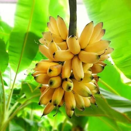Premium Fresh Elaki Bananas Naturally Sweet Healthy Fruit for Daily Consumption and Bulk Wholesale Supply - Image 3
