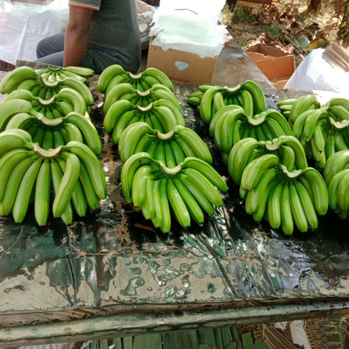 High Quality Fresh Indian Cavendish Premium Bananas Hot Selling Export Grade Cavendish Bananas - Image 2