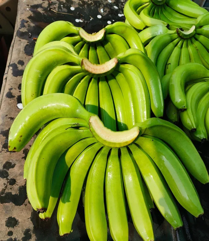 Fresh Cavendish Banana Musa Musa Acuminata Cavendish Subgroup Tropical Export Quality - Image 2