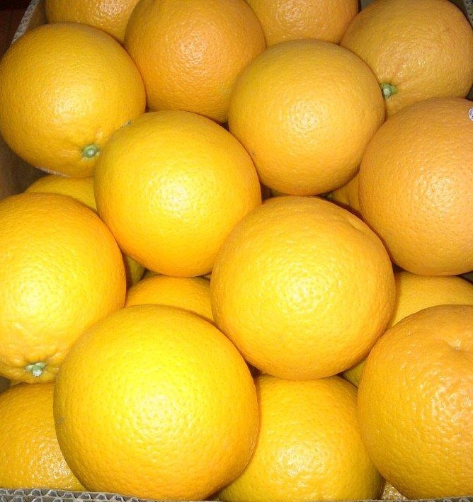 HIGH QUALITY MIDKNIGHT FRESH SWEET VALENCIA ORANGES for WHOLESALE - Image 3