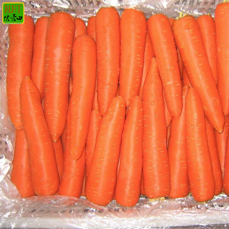 Good Price Hot Sale 15-21cm Fresh Carrot Chinese High Quality Carrot Wholesale with GLOBAL GAP&HACCP&ISO9001 for Export - Image 3