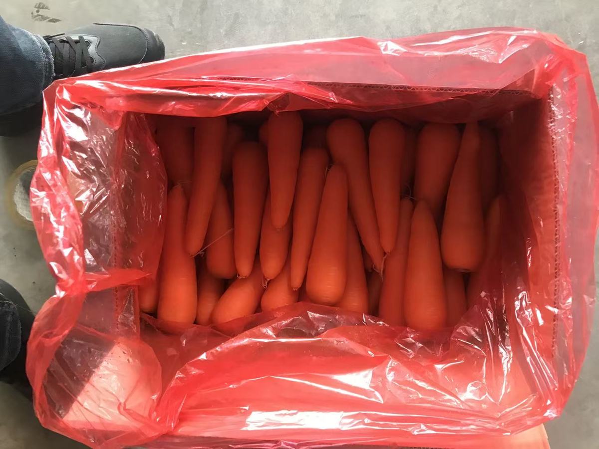 Organic Carrot 316 Variety Red 20cm 0.15kg Carton Fresh Food Umbelliferous Vegetable 3 Months Shelf Life Cold Storage - Image 3