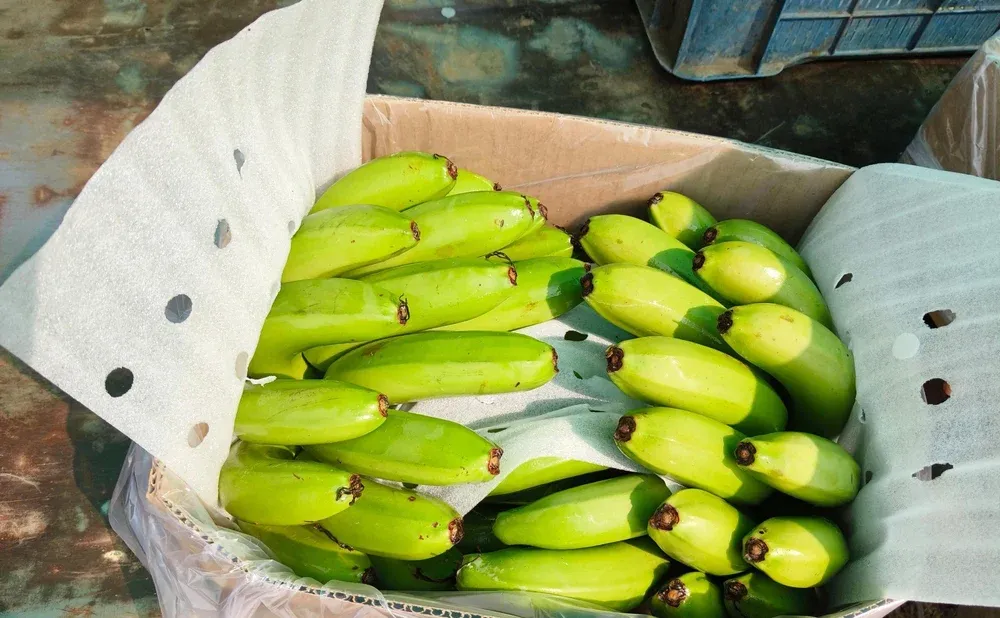 Fresh Cavendish Banana Musa Musa Acuminata Cavendish Subgroup Tropical Export Quality - Image 3