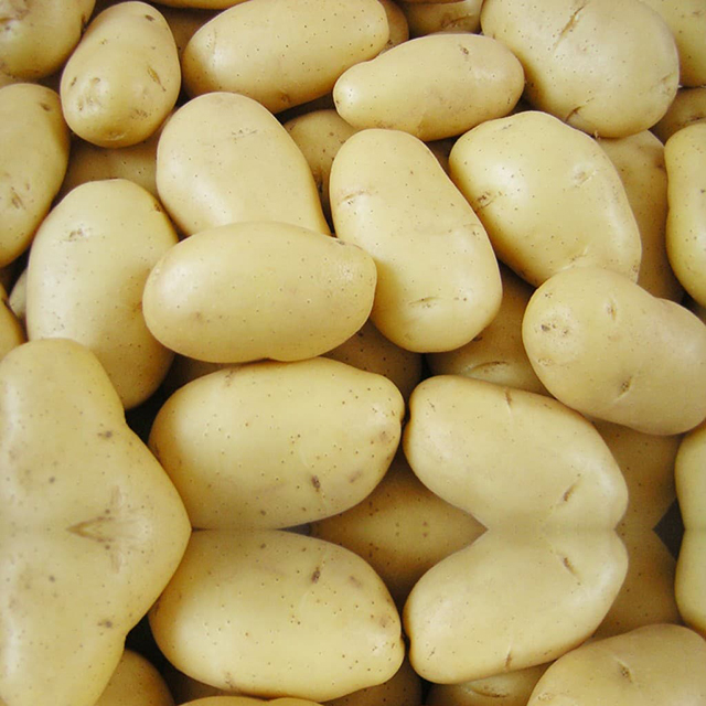 Wholesale Premium Fresh Potatoes from Africa - Image 4