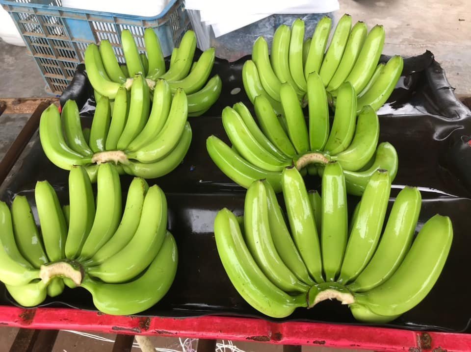FRESH BANANA NEW SEASON for EXPORTING / AMBER - Image 2