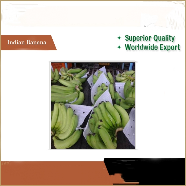 Reputed Seller Offers Market Price Fresh Cavendish Bananas Common Green Plantain Cultivation Variety - Image 3