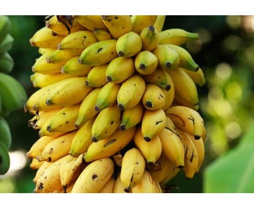 Premium Fresh Elaki Bananas Naturally Sweet Healthy Fruit for Daily Consumption and Bulk Wholesale Supply - Image 4