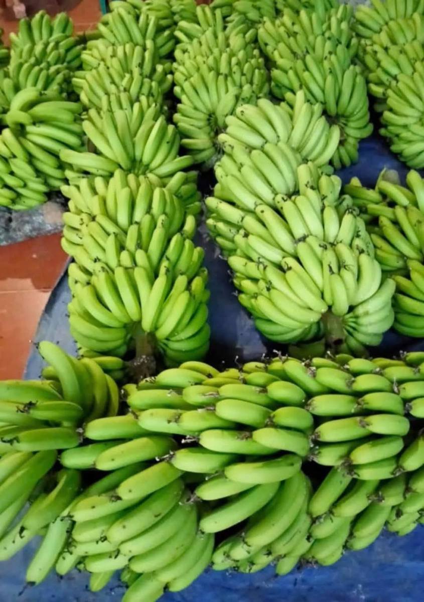 Premium Fresh Banana Fruit Naturally Sweet Farm-Grown Full of Nutrition From Africa Agriculture farmland Brand 24 Months Shelf Life - Image 6