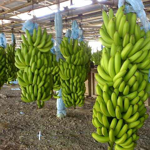 Fresh Organic Premium Cavendish Banana 4 5 6 Hands 15kg - Image 4